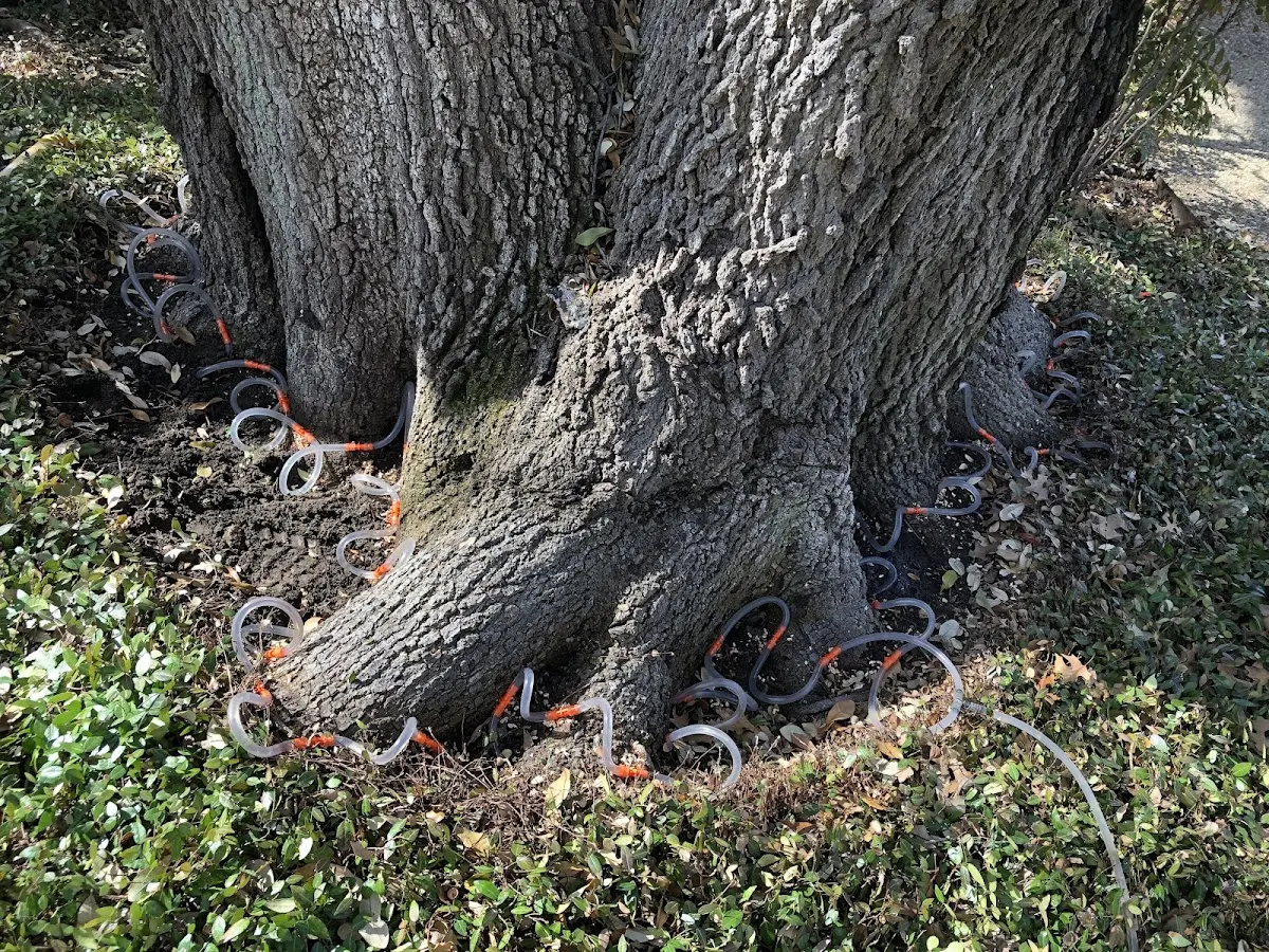 Detailed Tree Cabling and Bracing job site in Long Creek