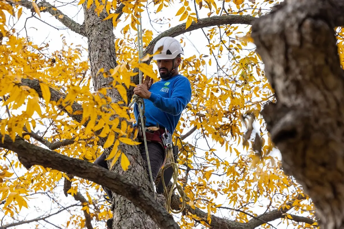 Skilled Tree Transplanting crew working in Long Creek