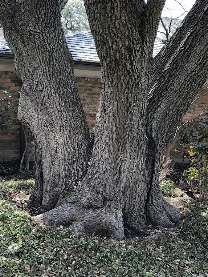 Mature heritage tree close to a Long Creek property cared for by certified arborists